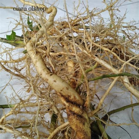 manfaat akar sidaguri