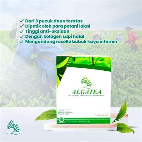 manfaat alga tea