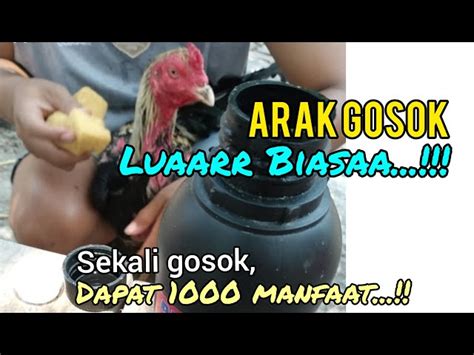 Manfaat Ayam Arak