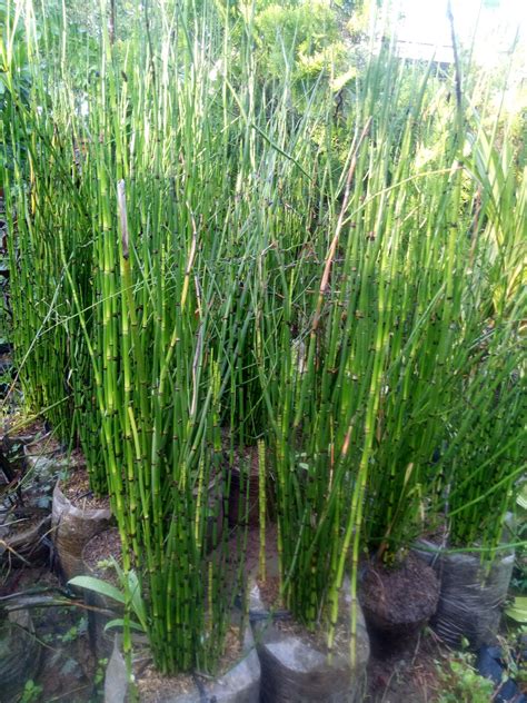 Temukan 7 Manfaat Bambu Air yang Anda Wajib Tahu