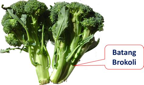 Manfaat Batang dan Daun Brokoli