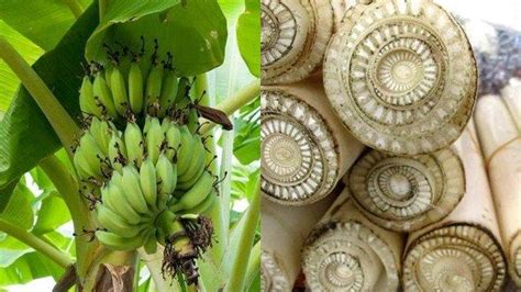 manfaat batang pisang