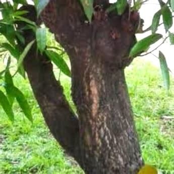 Temukan Manfaat Batang Pohon Mangga yang Jarang Diketahui