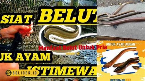 Temukan 7 Manfaat Belut untuk Lelaki yang Jarang Diketahui