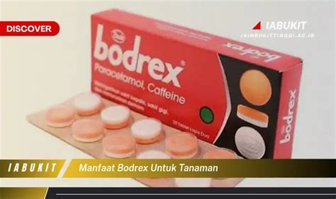 Temukan Manfaat Bodrex untuk Tanaman yang Jarang Diketahui