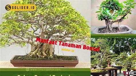manfaat bonsai