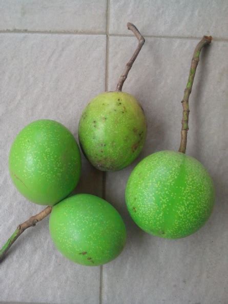 manfaat buah bintaro