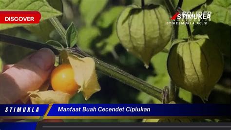 manfaat buah cecendet