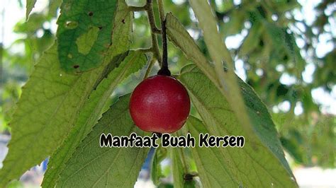 manfaat buah kersen untuk kesehatan