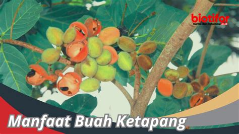 manfaat buah ketapang