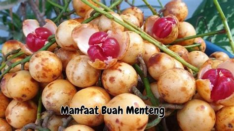 Temukan Manfaat Buah Menteng yang Jarang Diketahui, Bikin Tubuh Sehat!