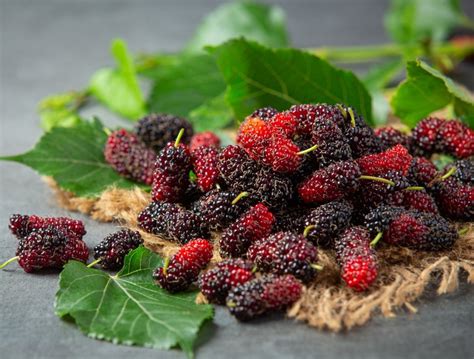 manfaat buah mulberry untuk kulit