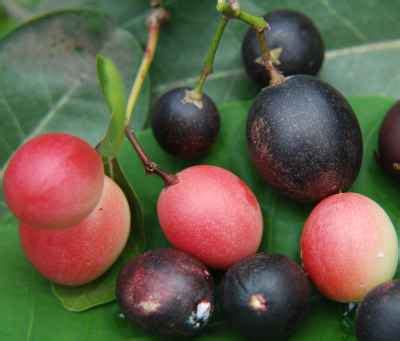 manfaat buah renda