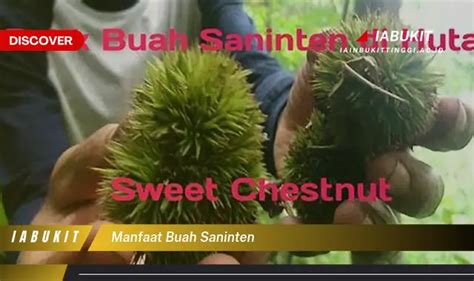 Temukan Manfaat Buah Saninten yang Jarang Diketahui yang Akan Menakjubkan Anda