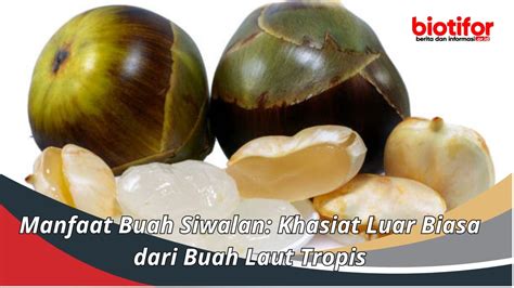 Temukan Khasiat Buah Siwalan yang Jarang Diketahui