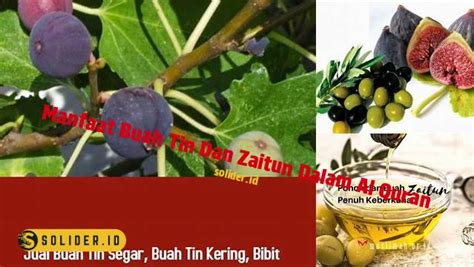 Temukan Manfaat Buah Tin dan Zaitun dalam Al Quran yang Anda Harus Tahu