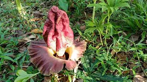 manfaat bunga bangkai