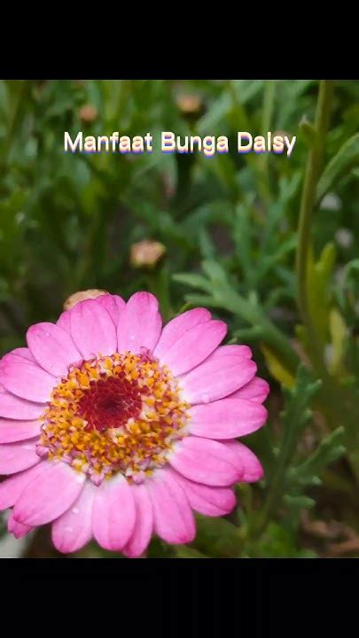 manfaat bunga daisy