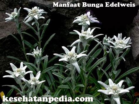 manfaat bunga edelweis