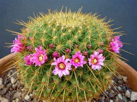 Manfaat Bunga Kaktus: 7 Khasiat Jarang Diketahui yang Wajib Anda Tahu