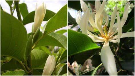 manfaat bunga kantil