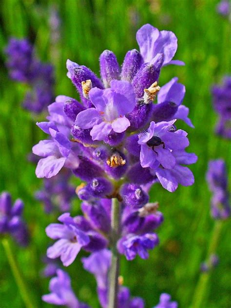 Manfaat Bunga Lavender yang Perlu Kamu Ketahui, Jarang Diketahui