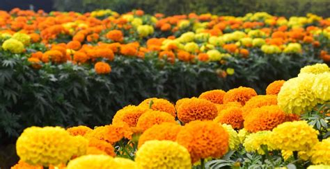 Temukan Manfaat Bunga Marigold yang Jarang Diketahui