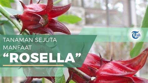 Manfaat Bunga Rosella yang Belum Banyak Orang Tahu untuk Kesehatan