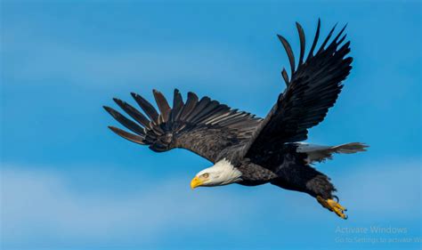 Temukan Manfaat Burung Elang yang Jarang Diketahui