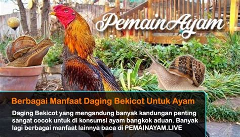 Manfaat Daging Bekicot untuk Ayam Aduan