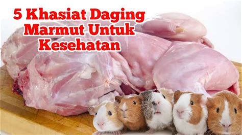 manfaat daging marmut