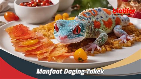 manfaat daging tokek