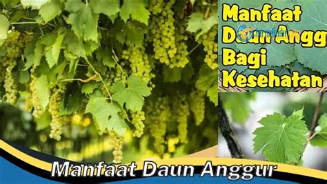 manfaat daun anggur