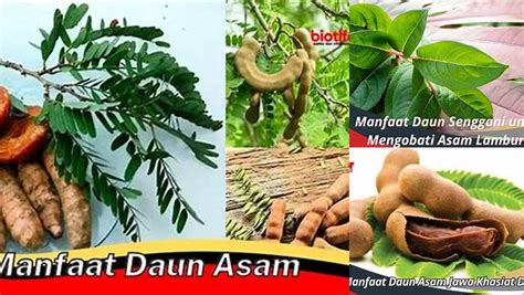 manfaat daun asam