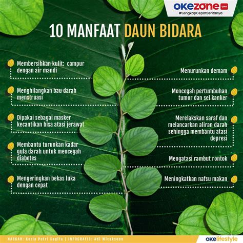 Temukan Manfaat Daun Bidara untuk Kesehatan yang Jarang Diketahui