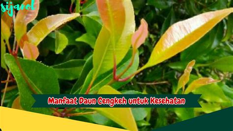 manfaat daun cengkeh