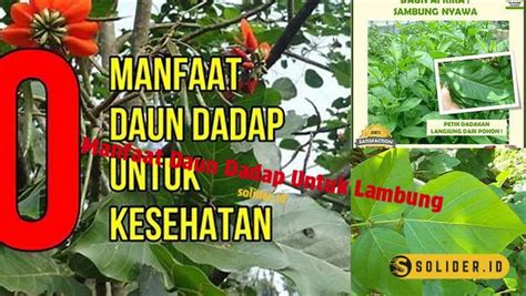 Manfaat Daun Dadap untuk Lambung yang Perlu Diketahui