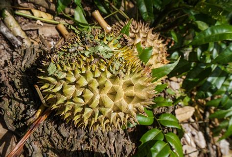 Temukan 7 Manfaat Daun Durian yang Jarang Diketahui