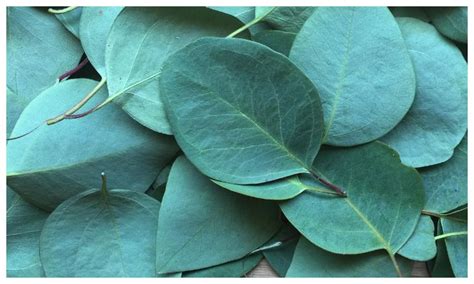 Manfaat Daun Eucalyptus: 10 Rahasia yang Harus Anda Tahu