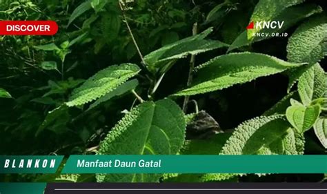 manfaat daun gatal