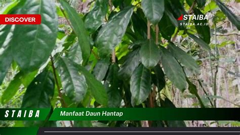manfaat daun hantap