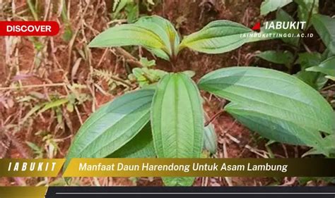 7 Manfaat Daun Harendong untuk Asam Lambung, Jarang Diketahui!