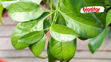 manfaat daun jambu air