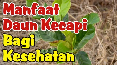 Manfaat Daun Kecapi