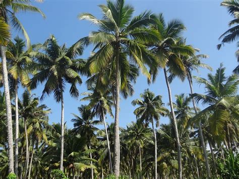 Manfaat Daun Kelapa: Khasiat Ajaib untuk Kesehatan yang Jarang Diketahui