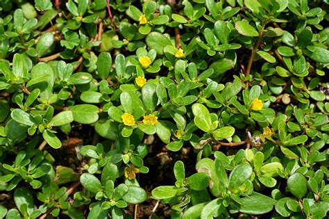 Temukan Manfaat Daun Krokot yang Jarang Diketahui