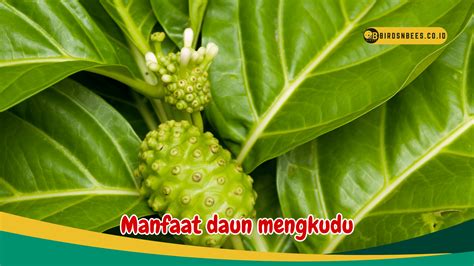 Temukan Manfaat Daun Mengkudu Buat Pria yang Tidak Banyak Diketahui