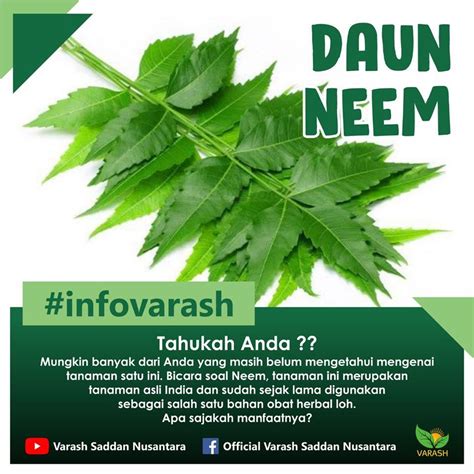 manfaat daun neem