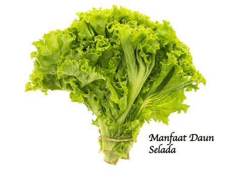 manfaat daun selada