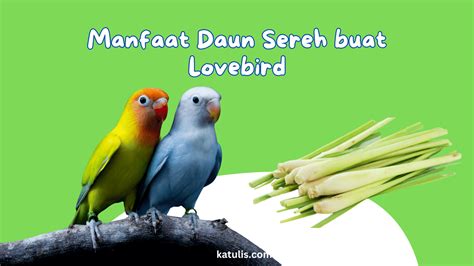 Temukan 10 Manfaat Daun Sereh untuk Lovebird yang Wajib Diketahui